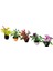 5pcs Strum Pot Plant Bebek Evi Minyatür Aksesuarları 1:30 (Yurt Dışından) 4