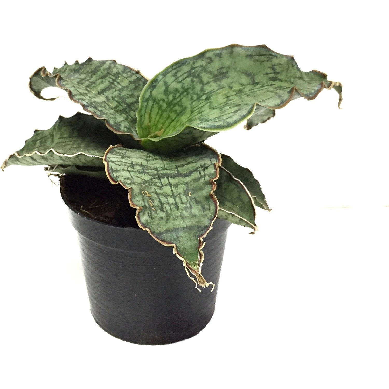 Betonish Sansevieria 'Dragon Wing' Paşa Kılıcı Ev ve Ofis ...