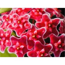 AKDENİZ TARIM HOYA CARNOSA RED 100-150 CM KOKULU MUM ÇİÇEĞİ BİTKİSİ