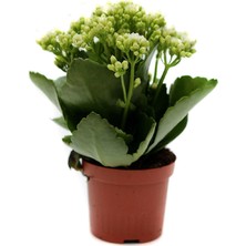 Yalova Fidan Market Beyaz Kalanşo, Kalanchoe