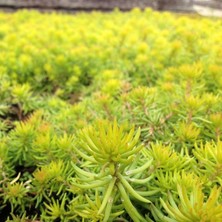 Tunç Botanik Sarı Sedum Yer Örtücü Çok Yıllık Bitki 45'li
