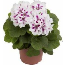Berceste Peyzaj Ceylangözü Sardunya Çiçeği - Bahçe Balkon Bitkisi 35 cm