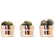 Coho Artisan Prime Bakır Sukulent Saksı 3'lü Set