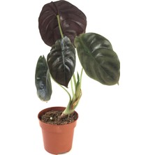 Betonish Alocasia Cuprea (Fil Kulağı)