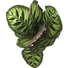 Betonish - Calathea Makoyana (Dua Çiçeği)