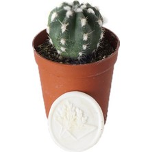 Heryer Bitki Echinopsis Subdenudata Kaktüs Küçük - Saksı Çiçekleri