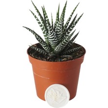 Heryer Bitki Haworthia Fasciata	kaktüs - Saksı Çiçekleri