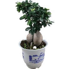 Heryer Bi̇tki̇ Ficus Bonsai Ağacı Büyük Gövdeli Ev Bitkisi Saksı Çiçekleri