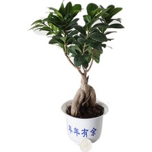 Heryer Bi̇tki̇ Ficus Bonsai Ağacı Saksı Çiçekleri