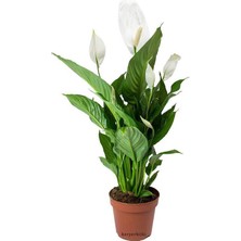 Heryer Bi̇tki̇ Spathiphyllum Barış Çiçeği