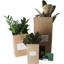 Heryer Bi̇tki̇ Spathiphyllum Barış Çiçeği