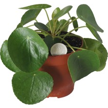 Pilea Bitkisi Para Çiçeği