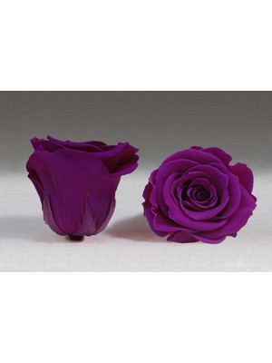 Solmayan Gül Mor Xl Boy