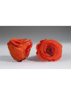 Solmayan Gül Turuncu Xl Boy