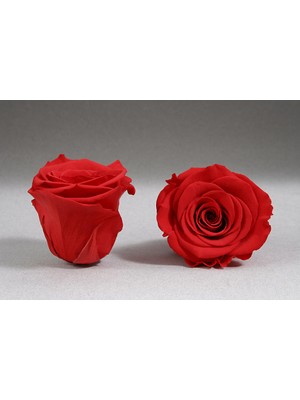 Solmayan Gül Kan Kırmızı Xl Boy