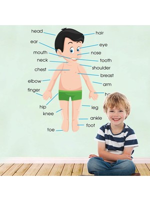 Kt Decoration Ingilizce Organ Isimleri Eğitici Duvar Sticker