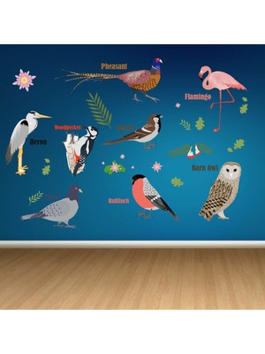 Kt Decoration Kt Decor Ingilizce Kuş Türleri ve Isimleri Eğitici Duvar Sticker