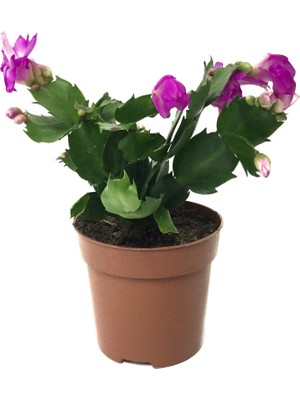 Betonish Schlumbergera 'Purple' (Yılbaşı Çiçeği)