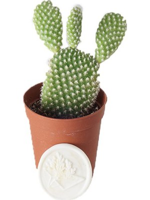 Heryer Bitki Opuntia Microdasys Tavşan Kulağı Kaktüs