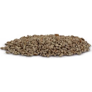 Kültür Mantarı Tohumu Miseli 1 kg ve Ekim Poşeti