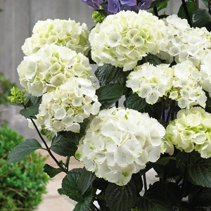 Hydrangea Macrophylla White Beyaz Ortanca, Ithal, Saksıda