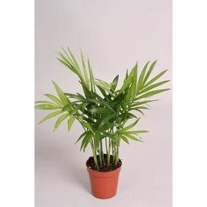 Berceste Peyzaj Şamadora Ev Ofis Salon Bitkisi 30 cm