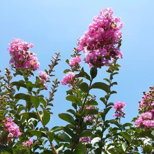 Yalova Fidan Market Pembe Oya Ağacı