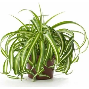 Yalova Fidan Market Chlorophytum Comosum Kurdele Çiçeği, 30-40 cm