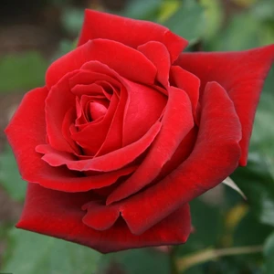 Yalova Fidan Market Kırmızı Gül Fidanı