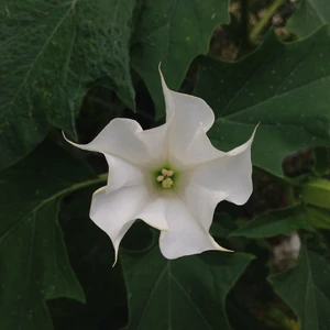 Datura Stramonium Gece Güzeli Beyaz Renk Çiçek Tohumu +- 15'li