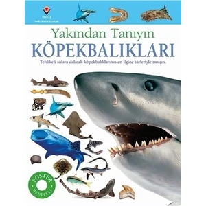 Yakından Tanıyın - Köpekbalıkları