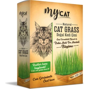 Mycat Doğal Kedi Çimi