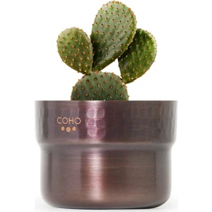 Antique Prime Sukulent Bakır Saksı