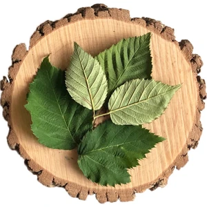 Böğürtlen Yaprağı | 50 G | 100 G