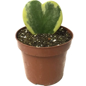 Hoya Kerrii Variegata Sukulent