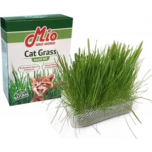 Cat Grass Kedi Çimi
