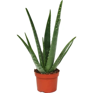 Heryer Bi̇tki̇ Aloe Vera Büyük