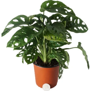 Heryer Bi̇tki̇ Monstera Monkey Deve Tabanı Bitkisi Saksı Çiçekleri