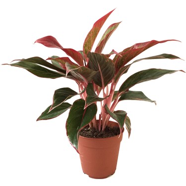 lucky bamboo dracaena sanderiana Dracaena Sanderiana Lucky Bamboo – NurseryRx main image 0