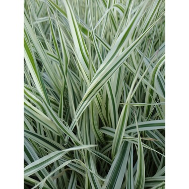 phalaris arundinacea dmt