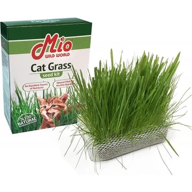 Mio Cat Grass Kedi