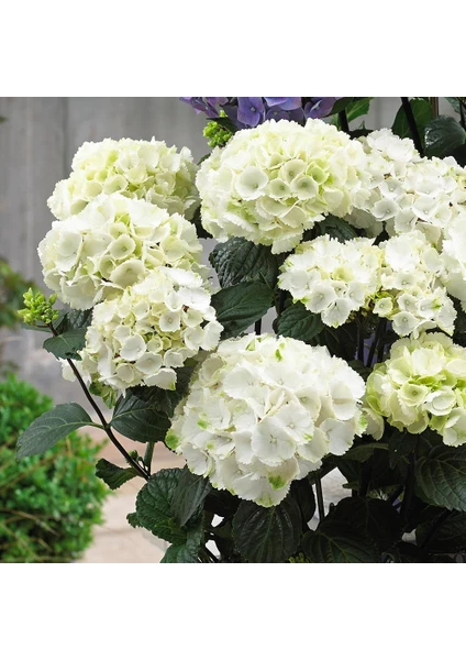 Hydrangea Macrophylla White Beyaz Ortanca, Ithal, Saksıda