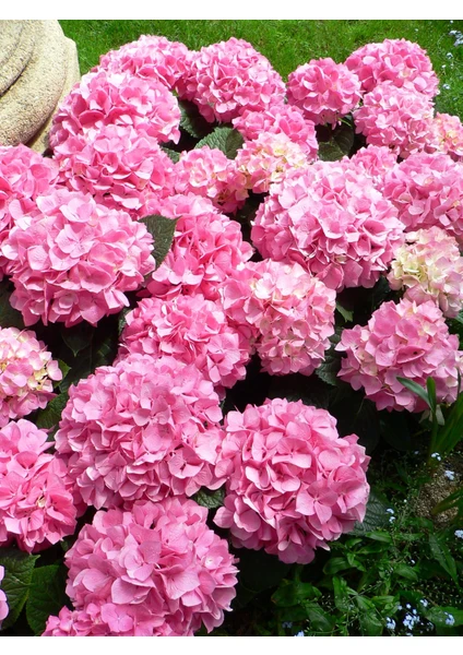 Hydrangea Macrophylla Pink Pembe Ortanca, Ithal, Saksıda