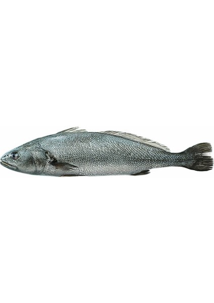 Kaya Levreği (1 kg-1,5 kg)