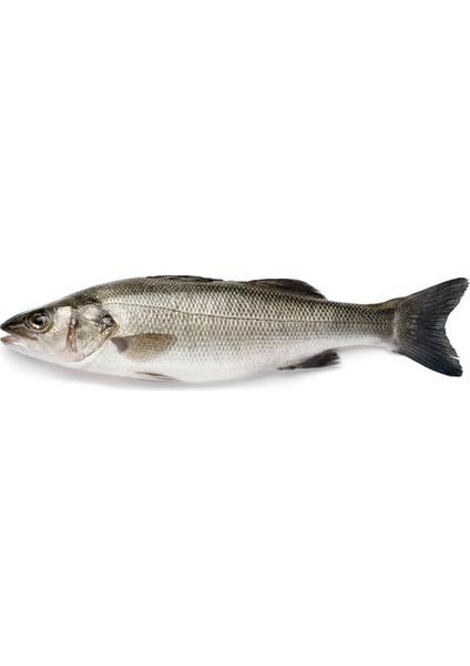 Levrek (400-600 gr)