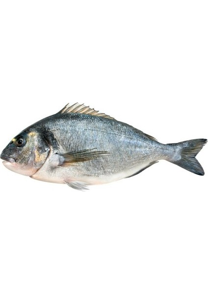 Çipura (400-600 gr)