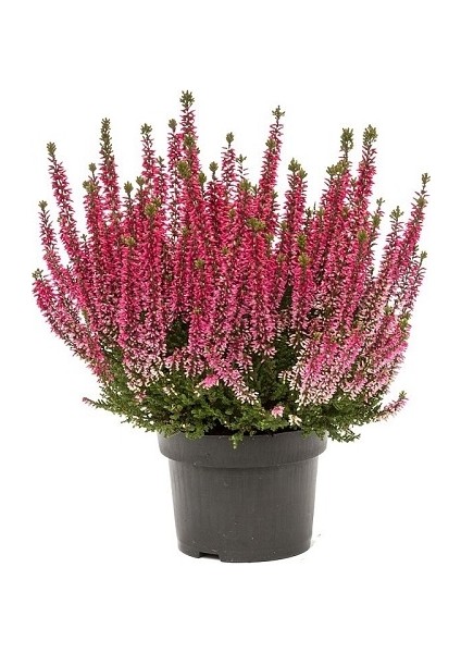 Funda Erica Carnea Ev Ofis Salon Çiçeği 12 cm