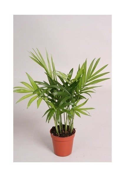Şamadora Ev Ofis Salon Bitkisi 30 cm