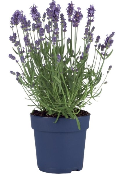 Yalova Fidan Market Lavanta (Lavandula) 4 Adet