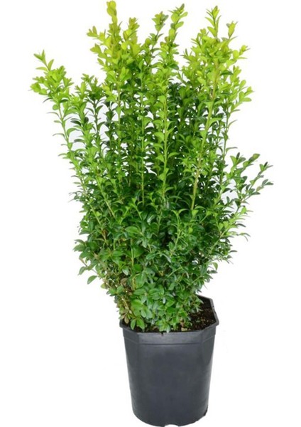 Yalova Fidan Market Şimşir (Buxus) 10 Adet